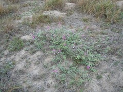 Tephrosia lindheimeri