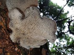 Pseudohydnum orbiculare