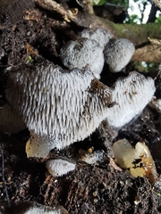 Pseudohydnum orbiculare
