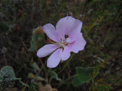 Pelargonium ovale