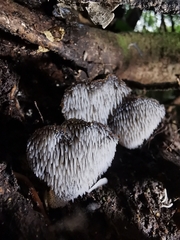 Pseudohydnum orbiculare