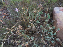Pelargonium ovale