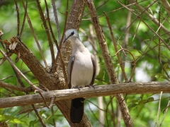 Turtur abyssinicus