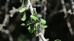 Ehretia rigida rigida