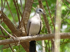 Turtur abyssinicus