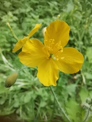 Chelidonium majus
