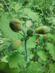 Chelidonium majus