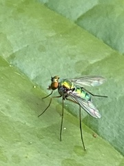 Sciapodinae