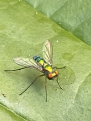 Sciapodinae