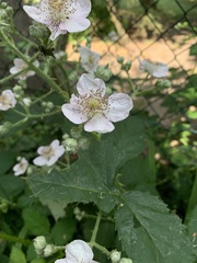 Rubus fruticosus