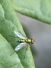 Sciapodinae