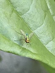 Sciapodinae