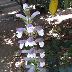 Acanthus mollis