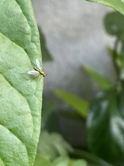 Sciapodinae