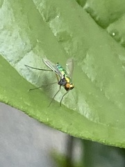 Sciapodinae
