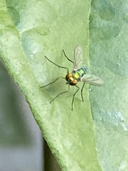 Sciapodinae