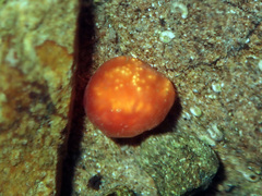 Aplidium benhami