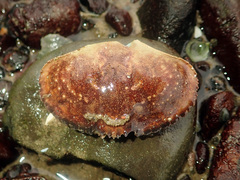 Metacarcinus novaezelandiae