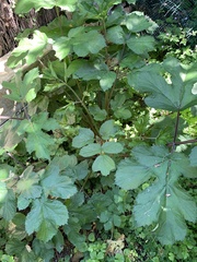 Heracleum sphondylium