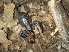 Euscorpius italicus