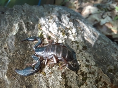 Euscorpius italicus