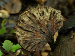 Polyporus nigrocristatus