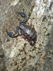 Euscorpius italicus