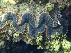 Tridacninae