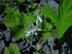 Rubus multifidus