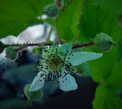 Rubus multifidus