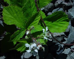 Rubus multifidus