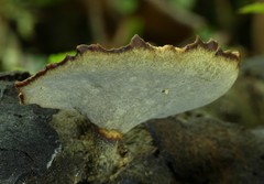 Polyporus nigrocristatus