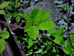 Rubus multifidus