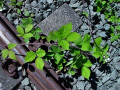 Rubus multifidus