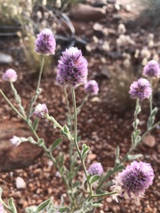 Ptilotus helipteroides