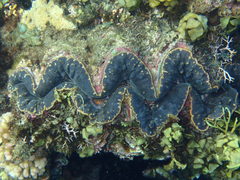 Tridacninae