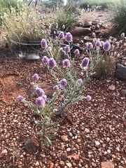 Ptilotus helipteroides