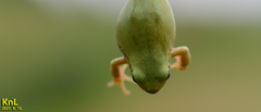 Hyla flaviventris
