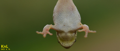 Hyla flaviventris