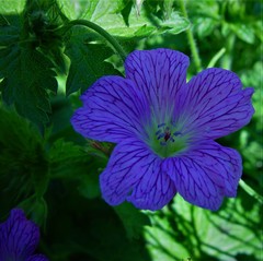 Geranium × oxonianum