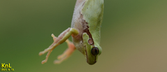 Hyla flaviventris