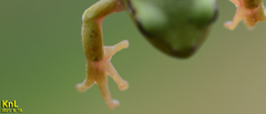 Hyla flaviventris