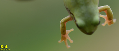 Hyla flaviventris