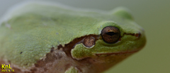 Hyla flaviventris