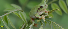 Hyla flaviventris