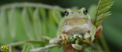 Hyla flaviventris