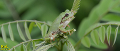 Hyla flaviventris