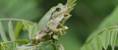 Hyla flaviventris