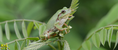 Hyla flaviventris