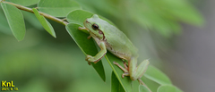 Hyla flaviventris